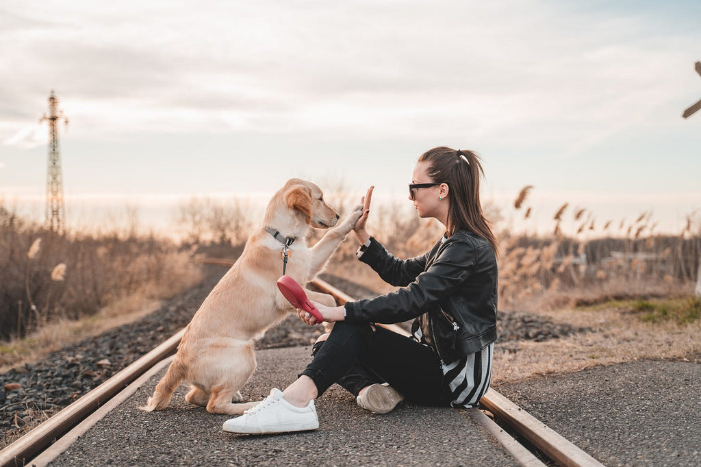 The Ultimate Guide to Understanding Your Dog's Behavior
