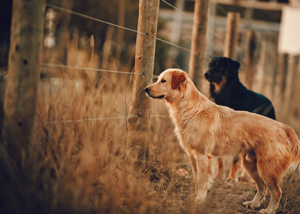 The Best Chew Treats for Your Dog's Health