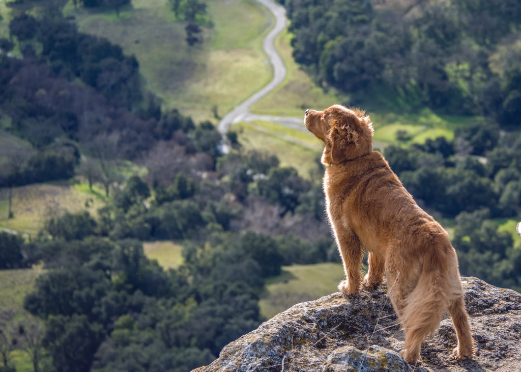 The Ultimate Guide to Dog Care: Tips, Benefits, and Best Practices