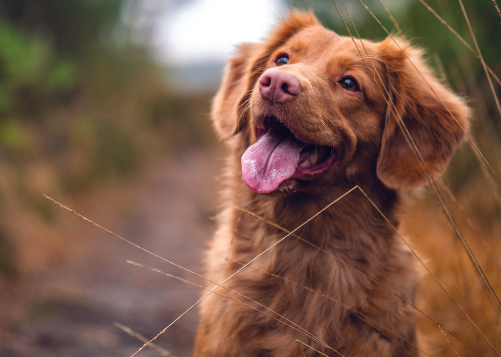 What are Bully Sticks and Why Are They Good for Your Dog?