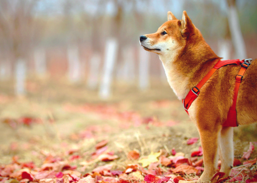 The Ultimate Guide to Keeping Your Dog Healthy and Happy