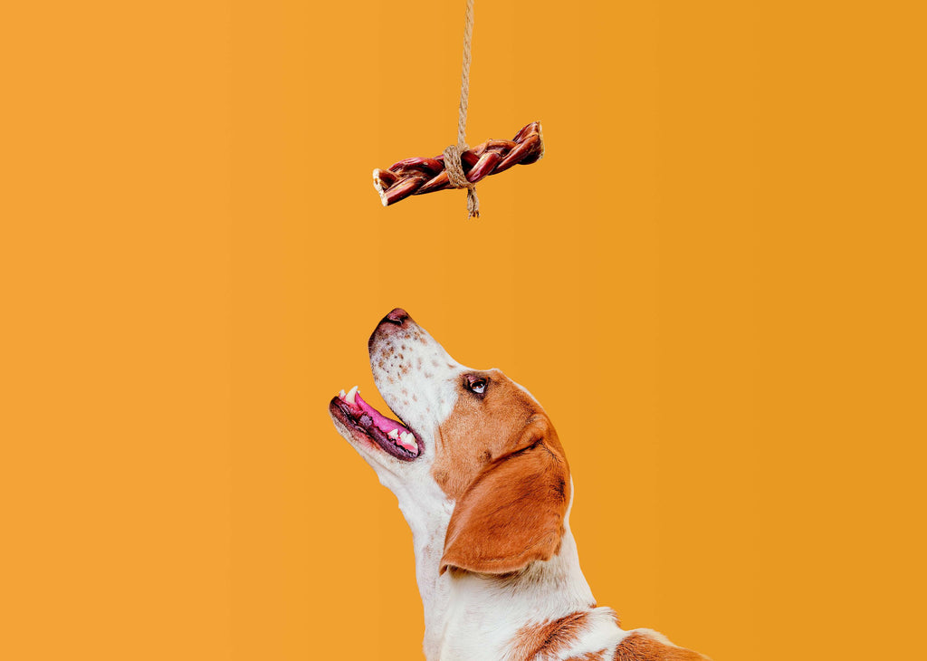Why Bully Sticks Are the Best Natural Chew for Your Dog