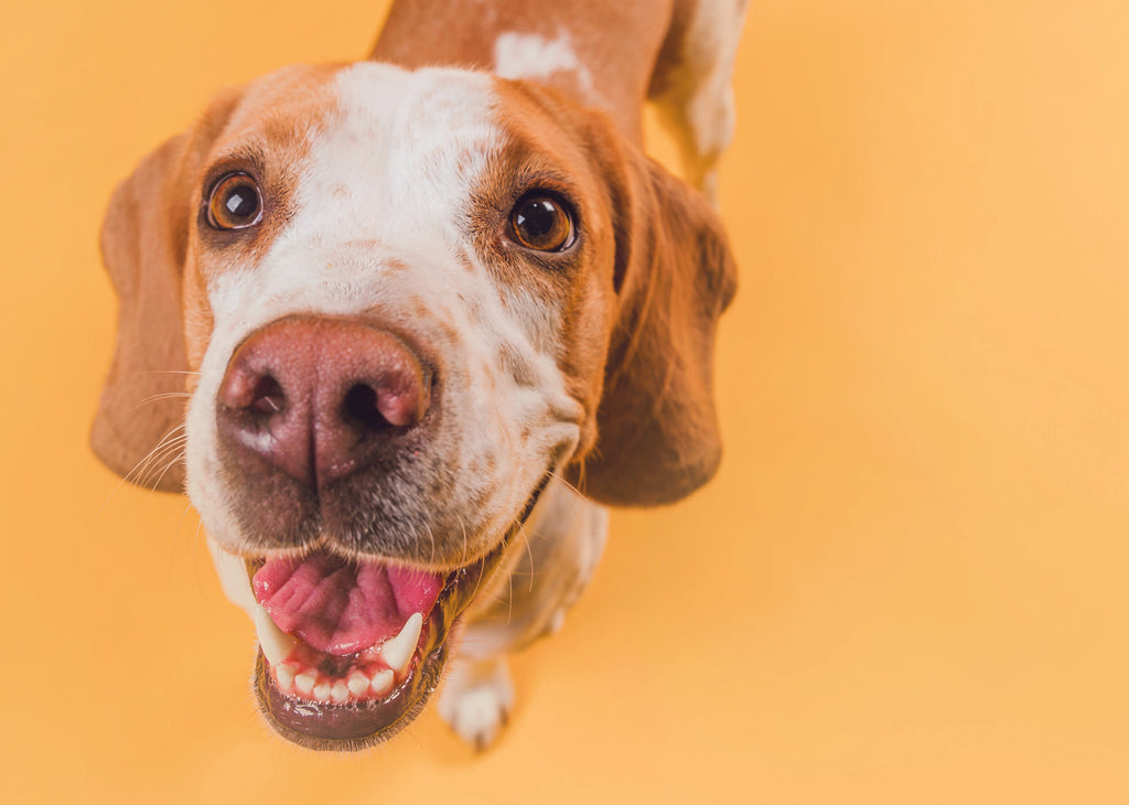 How to Choose the Best Bully Sticks for Your Dog