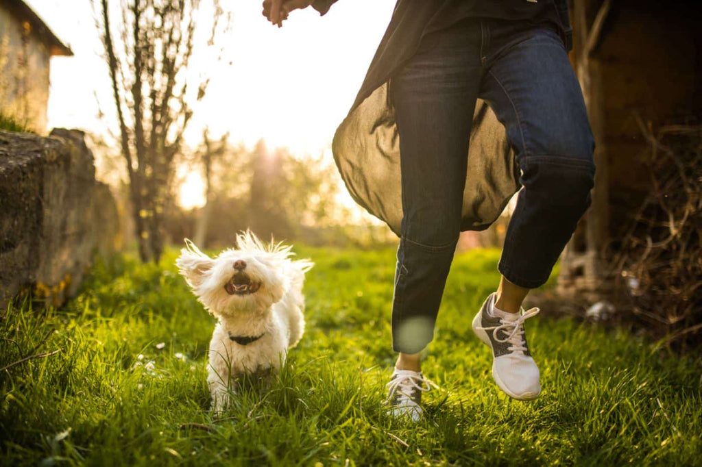 The Ultimate Guide to Canine Behavior: Understanding and Managing Your Dog’s Actions