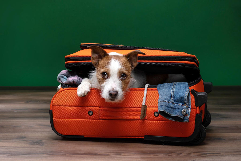 The Ultimate Guide to Dog-Friendly Travel: Tips, Destinations, and Preparations