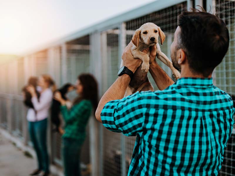 The Ultimate Guide to Adopting a Dog