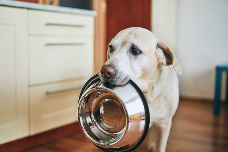 The Ultimate Guide to Creating a Balanced Diet for Your Dog: Nutritional Needs, Meal Planning, and Healthy Recipes