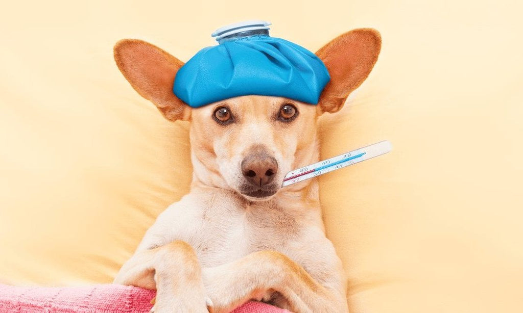 Understanding and Addressing Common Behavioral Issues in Dogs