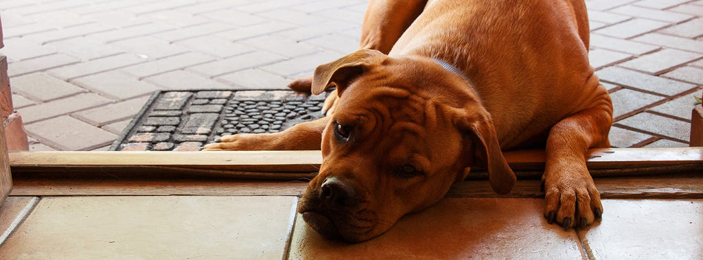 The Ultimate Guide to Understanding and Managing Canine Anxiety: Causes, Symptoms, and Solutions