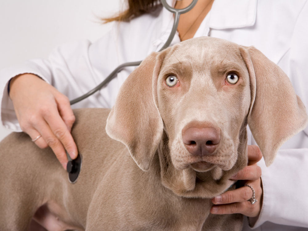 The Ultimate Guide to Adopting a Senior Dog: Providing a Loving Home for Older Pets