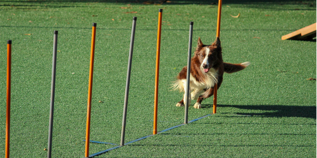 The Ultimate Guide to Dog Training: Techniques, Tips, and Tools for Success