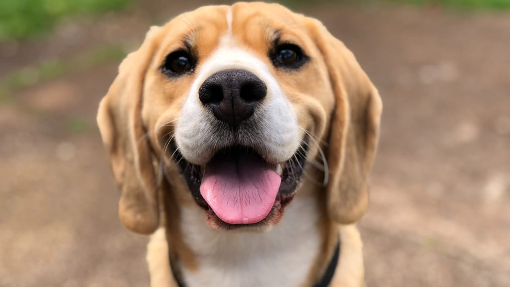 The Comprehensive Guide to Canine Nutrition: Feeding Your Dog for Health and Longevity