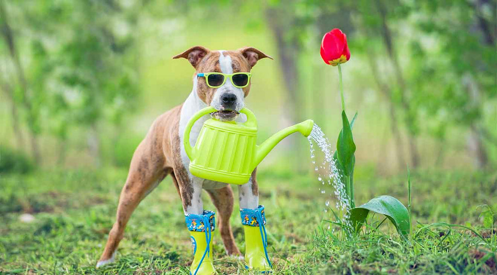 The Comprehensive Guide to Dog-Friendly Gardening