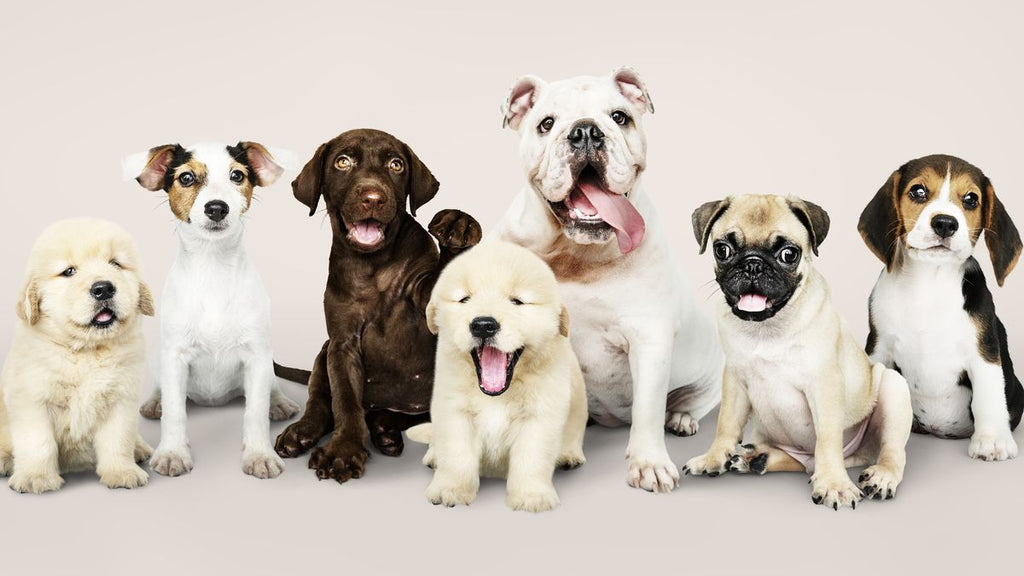 The Ultimate Guide to Canine Enrichment: Activities, Benefits, and Tips