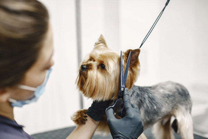 The Ultimate Guide to Dog Grooming: Tips, Techniques, and Tools