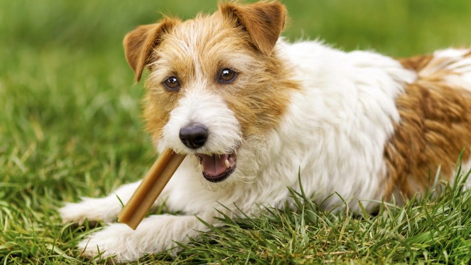 The Comprehensive Guide to Choosing the Right Dog Chews for Your Pet