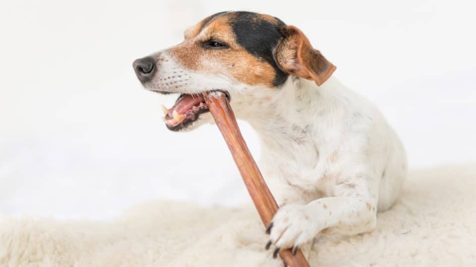 Comprehensive Thesis on Dogs and Bully Sticks: Nutrition, Benefits, and Usage
