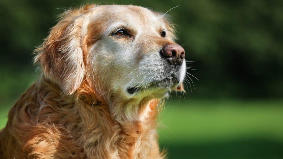 The Ultimate Guide to Senior Dog Care: Ensuring a Comfortable and Happy Life for Your Aging Pet