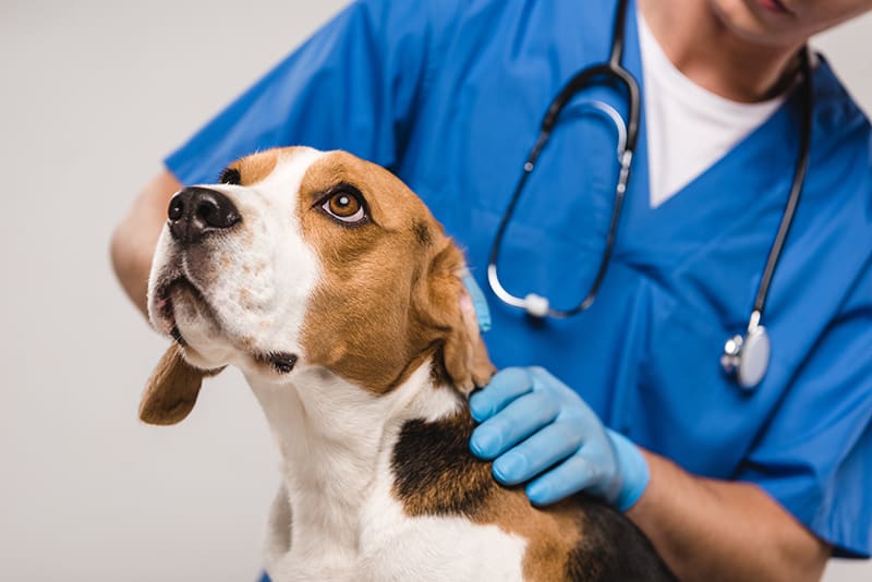 The Importance of Regular Veterinary Check-Ups for Your Dog