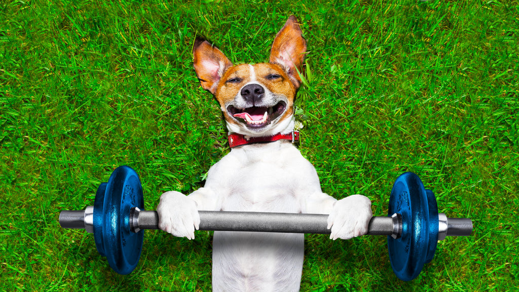 The Ultimate Guide to Dog Exercise: Keeping Your Pet Active and Healthy