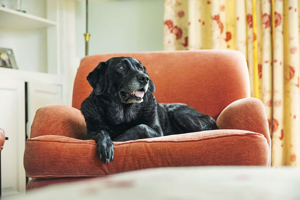 The Ultimate Guide to Creating a Dog-Friendly Home: Tips, Tricks, and Essential Modifications