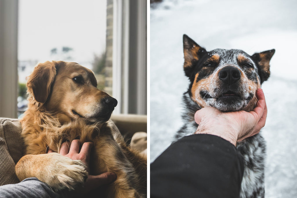 The Ultimate Guide to Raising a Happy and Healthy Dog: Nutrition, Training, Exercise, and Health Care