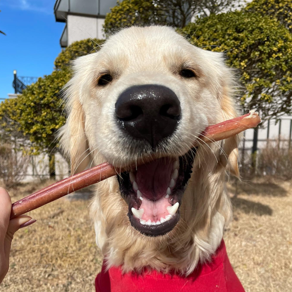How Bully Sticks Are Made: From Farm to Your Dog's Bowl