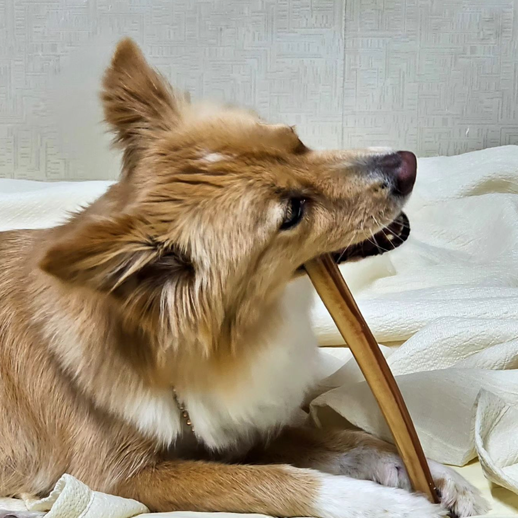 How to Incorporate Bully Sticks into Your Dog's Diet
