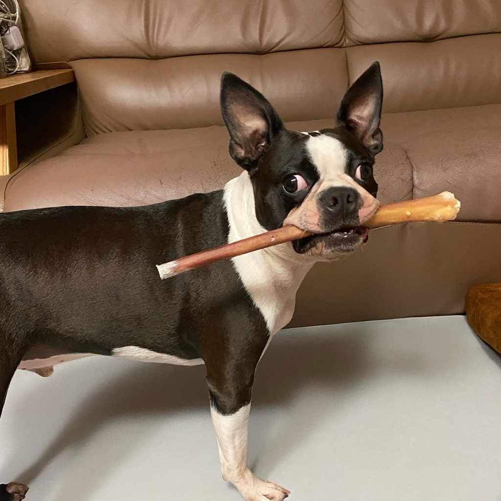 The Ultimate Guide to Bully Sticks: Everything You Need to Know