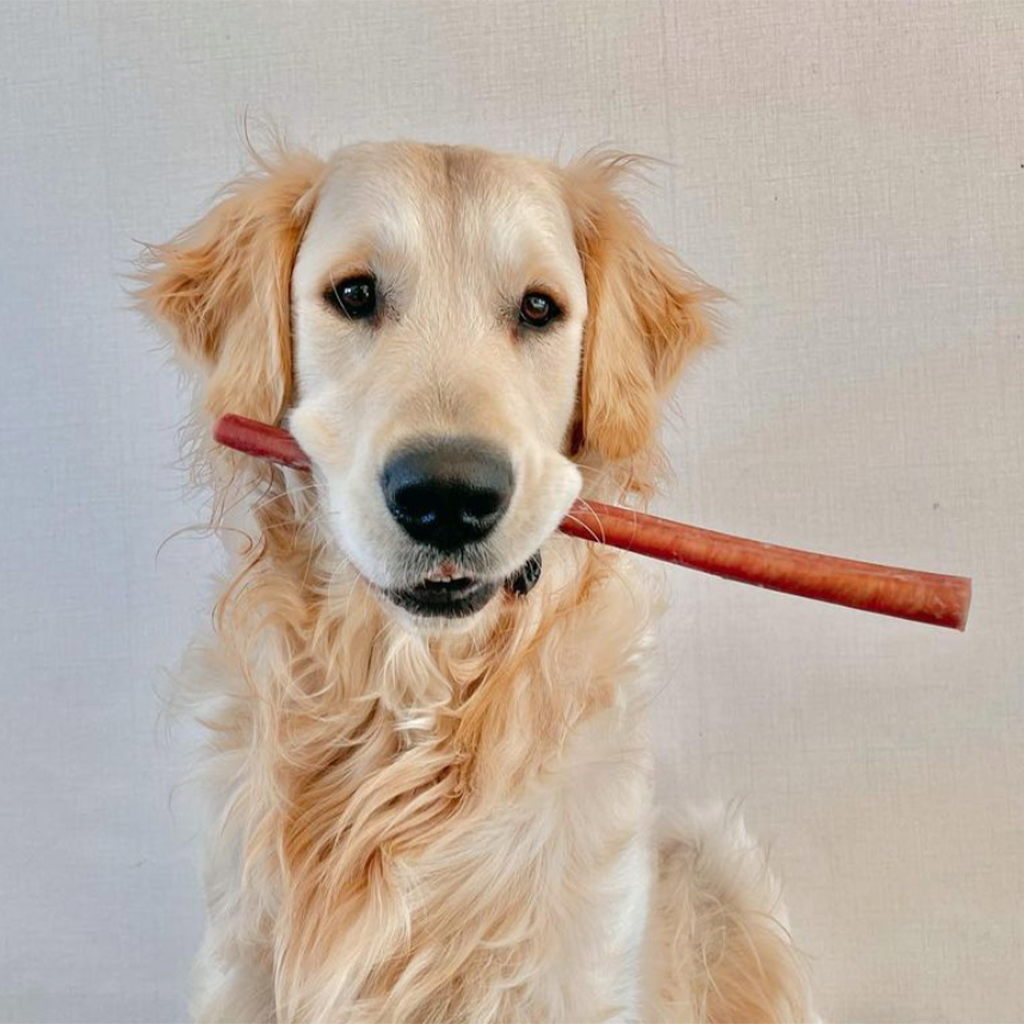 The Health Benefits of Bully Sticks for Dogs