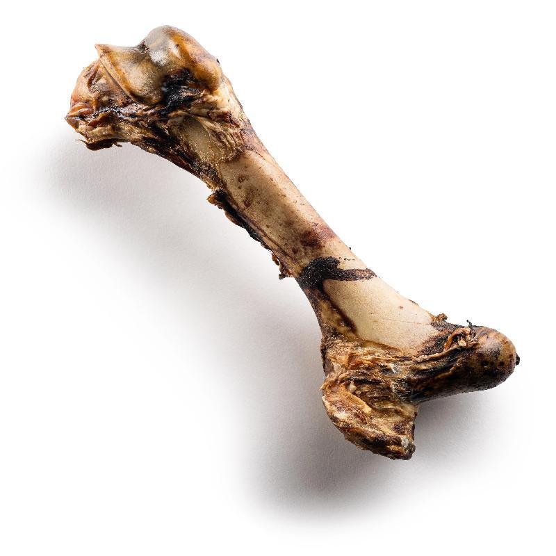 16 Inch Mammoth Bone