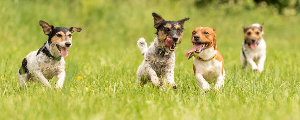 Labrador Retriever Training Tips